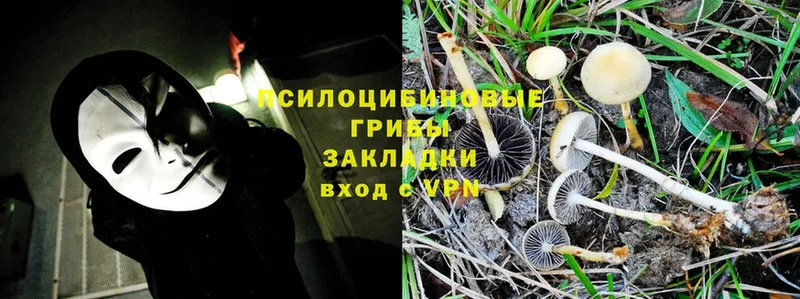 мориарти телеграм  Алейск  Галлюциногенные грибы Psilocybine cubensis 